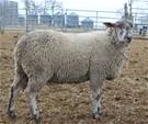Sheep Trax Luger 325L